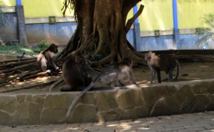 The monkeys at Wendit Tourism, Malang Regency