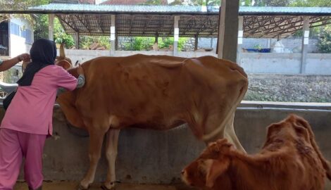 Foto Pemeriksaan Hewan Siap Kurban oleh dokter Klinik Hewan FKH UB