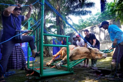Foto Petugas Berupaya Menidurkan Sapi untuk Proses Penyembelihan Hewan Kurban